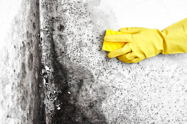 Best Crawl Space Mold Remediation  in Kentland, IN