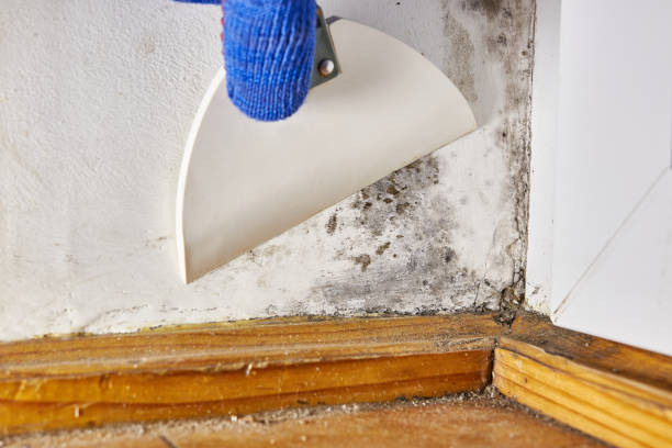Best Dehumidification Services  in Kentland, IN